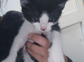 Last kitten left looking for his forever home