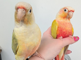 Conure Pair rehoming