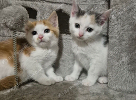 Ginger kittens