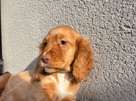 Cocker spaniels