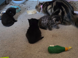 4 bengal cross kittens