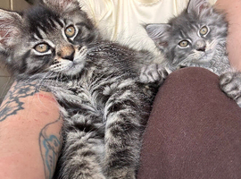 GCCF Reg Maine coon kittens, sire is Champion