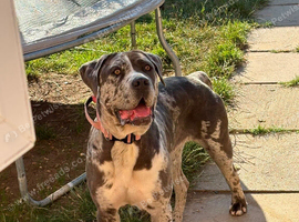 Beautiful Merle cane corso for rehoming