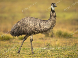 karan the femal emu