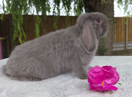 Rabbit for sale