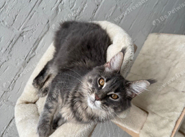 TICA full pedigree Maine coon Girls