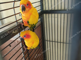 Dna tame breeding pair