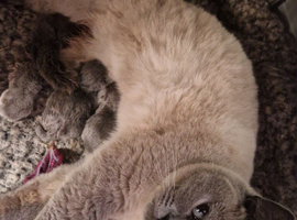 Beautiful British shorthair kittens