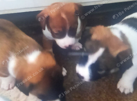 Two male adorable Jack Russells
