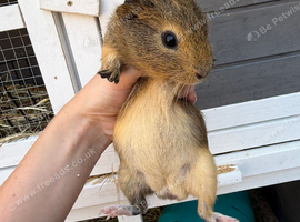 Smooth coat guinea pig male