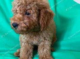 Adorable Toy Poodle Girls