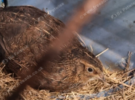 Jumbo Quail (adult)