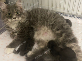 Mainecoon x Mainecoon/Ragdoll Kittens