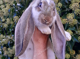Pure English Lop baby rabbit BLACKPOOL