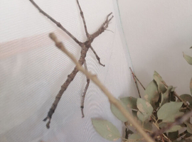 Eurycnema versirubra Sub Adult Female