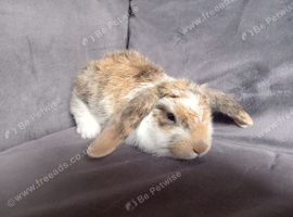 Pure breed Mini lops ready now