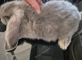 Beautiful bunnies