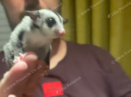 Sugar glider baby girl &pound;300 ovno ready 24/07/26
