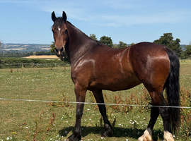 Flashy welsh D mare
