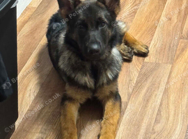 Female German Shepherd Pup