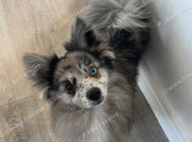 pomchi