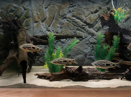 6&rdquo;+ Strawberry Leporinus x 3 &pound;65ono