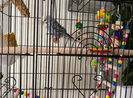 Budgie with cadge &pound;40
