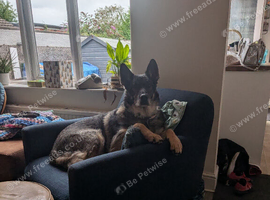 German Shepard cross husky