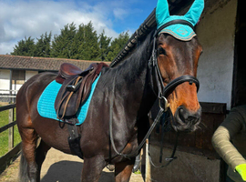 16.1 8yr old bay gelding tb