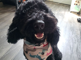 Miniature poodle