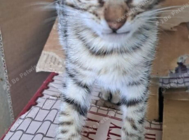 Snow lynx bengal kittens