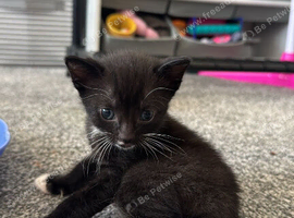Ready 10th August Kittens