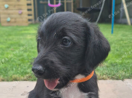 F1 Bedlington x whippet puppies