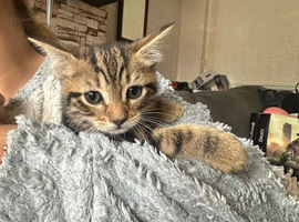Beautiful males and female kittens