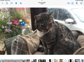Upto 6 months old kitten wanted