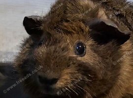 Male guinea pig