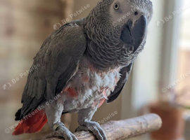 Female