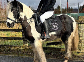 12.3 6 year old gypsy cob mare