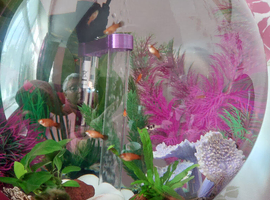 Baby Platty Fish