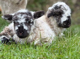 Wether pet lambs