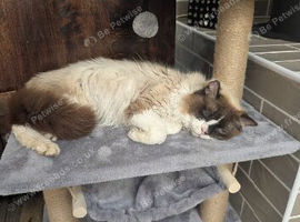 Beautiful TICA registered male