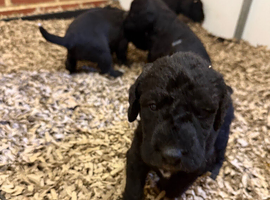 Bedlington x whippet pups Lurcher