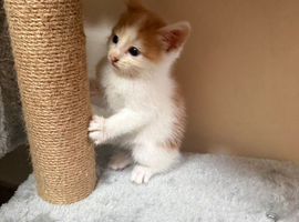 4 gorgeous kittens