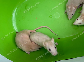Dwarf Rats Available