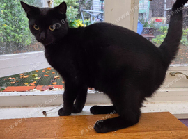 very friendly male kitten