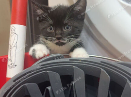 2 stunning kittens looking for new homes