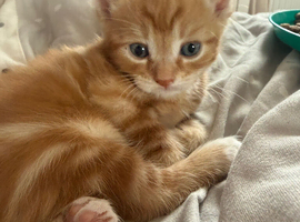 kittens