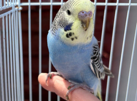 Blue & Yellow baby budgie for sale complete with cage