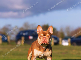 Rojo and tan French bulldog