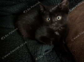 Female kittens